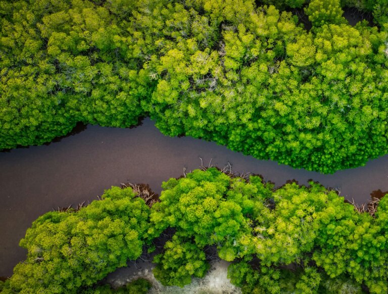 Amazônia