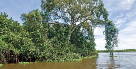Pantanal_WWF-Brasil_Sérgio_Amaral1